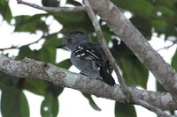 Natterer's Slaty-Antshrike - Thamnophilus stictocephalus