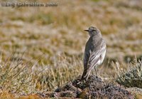 White-fronted Ground-Tyrant - Muscisaxicola albifrons