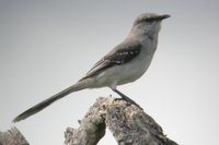 Tropical Mockingbird - Mimus gilvus