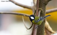 Green-backed Tit - Parus monticolus