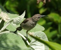 Southern Double-collared Sunbird - Cinnyris chalybeus