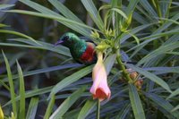 Beautiful Sunbird - Cinnyris pulchellus