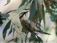 Black-chinned Honeyeater - Melithreptus gularis