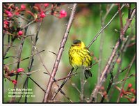 Cape May Warbler - Dendroica tigrina