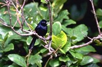 White-lined Tanager - Tachyphonus rufus