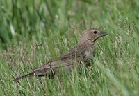 Brown-headed Cowbird - Molothrus ater