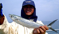 Spotted Mackerel (Scomberomorus guttatus)