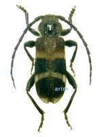 향나무하늘소 - Semanotus bifasciatus