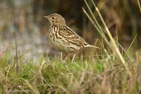 *NEW* Correndera Pipit