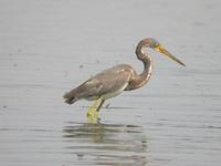 Tricoloured Heron fishing