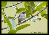 Scrub-Tanager-2.jpg