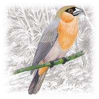 Schistochlamys ruficapillus