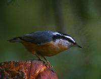 Redbrested Nuthatch