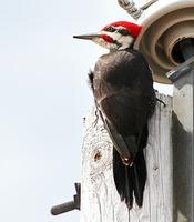 Pileated Woodpecker