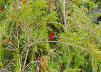 Flame-colored Tanager  