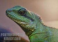 Green Chinese Water Dragon stock photo