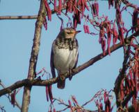 Black-throated Thrush (Turdus ruficollis atrogularis)