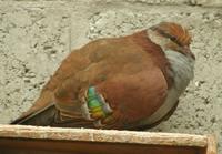 Male Brush Bronzewing Dove phaps elegant