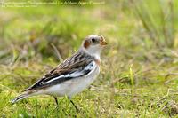 Bruant des neiges (Plectrophenax nivalis)