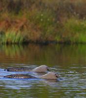 Red-throated Diver (Gavia stellata)