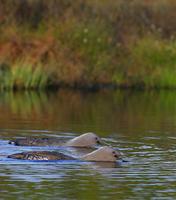 Red-throated Diver (Gavia stellata)