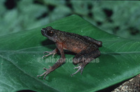 : Ansonia longidigita