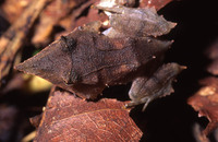 : Ceratobatrachus guentheri; Solomons Leaf Frog