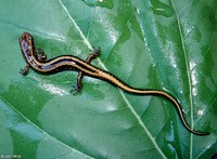 : Eurycea guttolineata; Three-lined Salamander