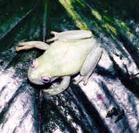 : Hypsiboas punctatus