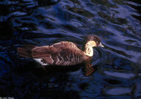 : Branta sandvicensis; Nene, Hawaiian Goose