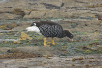 : Chloephaga hybrida; Kelp Goose