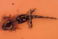 : Salamandra salamandra terrestris; Fire Salamander