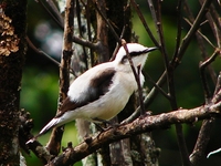 : Fluvicola nengeta; Lavadeira-mascarada