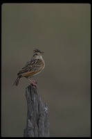 : Mirafra africana; Rufous-naped Lark