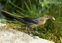 : Quiscalus mexicanus; Great-tailed Grackle