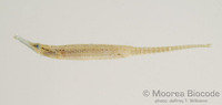 : Choeroichthys brachysoma