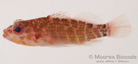 : Plectranthias nanus