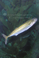 : Scomber japonicus; Pacific Mackerel