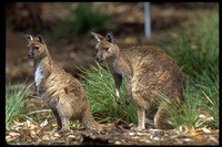 : Macropus fuliginosus ssp. fuliginosus; Kangaroo Island Kangaroo