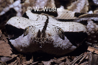 : Bitis rhinoceros; Western Gaboon Viper