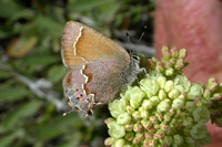 : Callophrys gryneus ssp. nelsoni; Cedar Hairstreak;