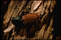 : Chalcolepidius sp.; Click Beetle