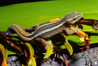 : Hoplodactylus chrysosireticus; New Zealand Goldstripe Gecko