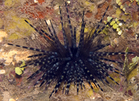 : Echinothrix diadema