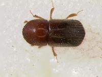 : Xyleborus sp.