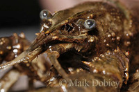 : Orconectes limosus; Crayfish
