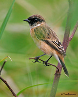 Siberian Stonechat