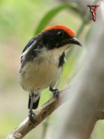 Scarlet-backed Flowerpecker(Dicaeum cruentatum)