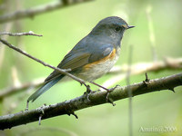 Orange-flanked Bush Robin - Tarsiger cyanurus