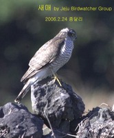 새매 Eurasian Sparrow Hawk